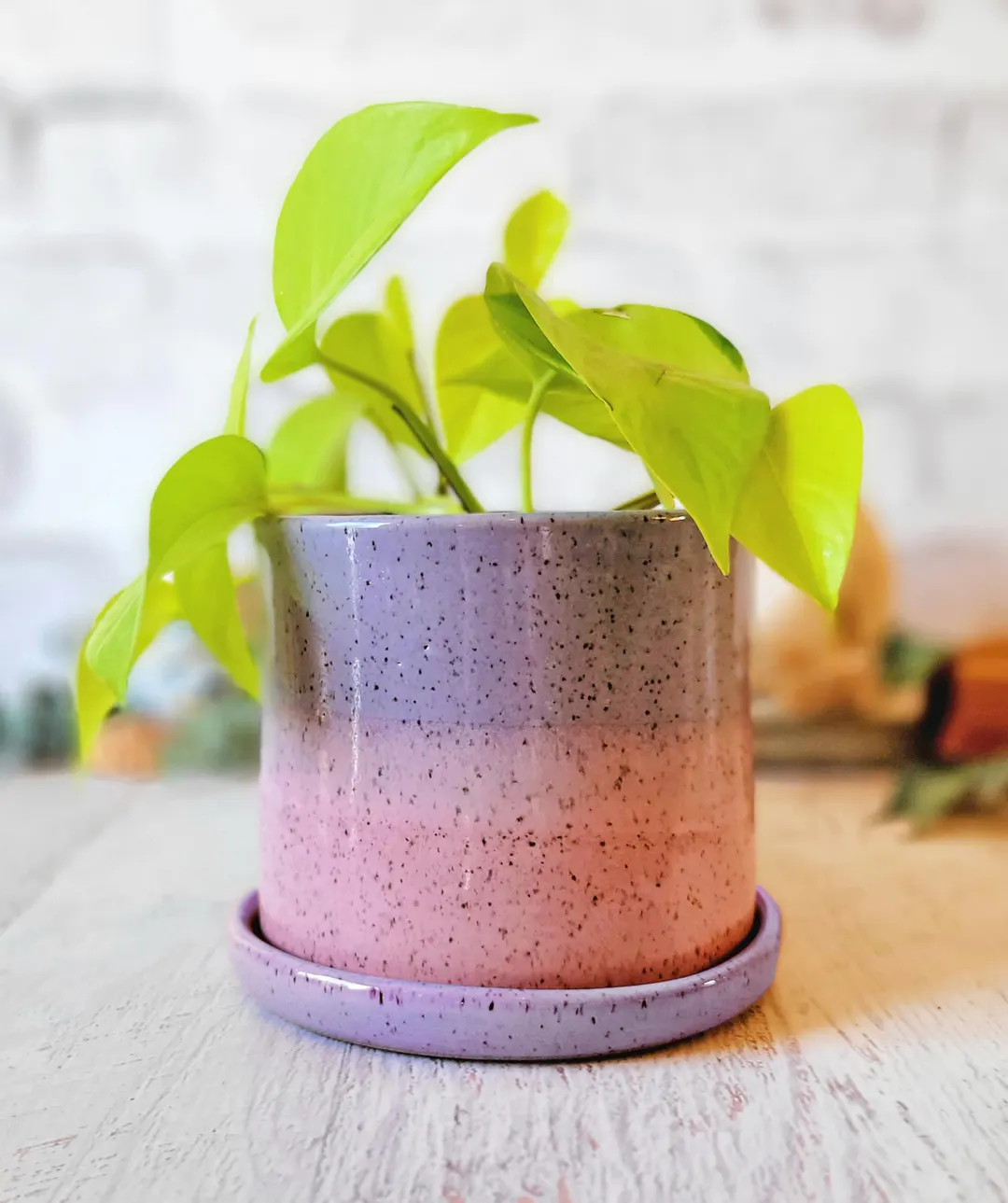 Plant lovers, try resisting these! ;) cover photo collage