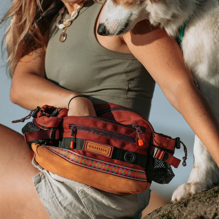 Walk This Way: Gear Every Pro Dog Walker Swears By cover photo collage