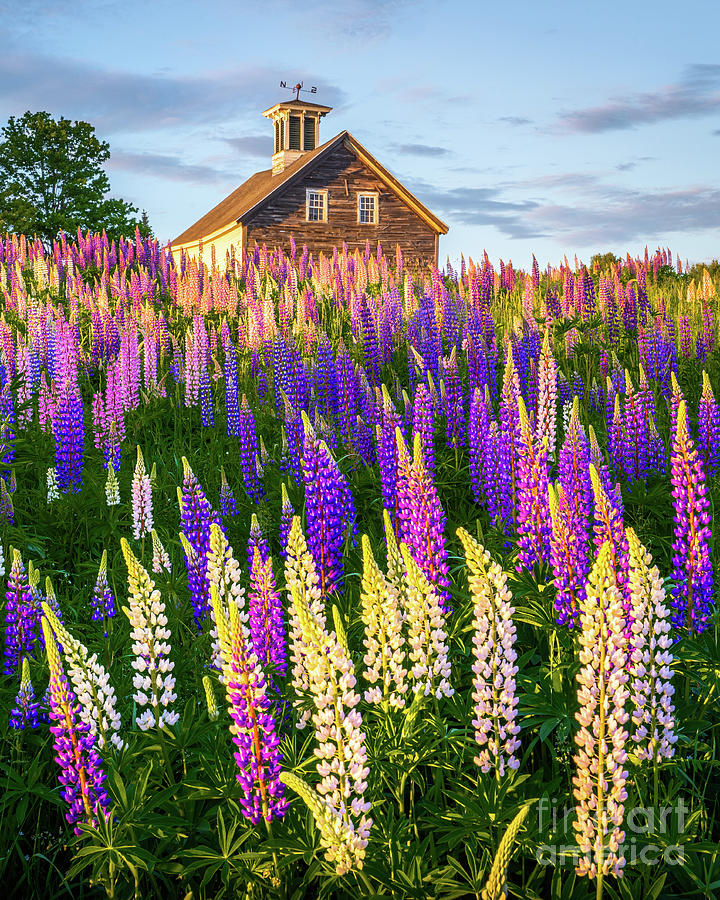 Maine: Lupines are my Love Language cover photo collage