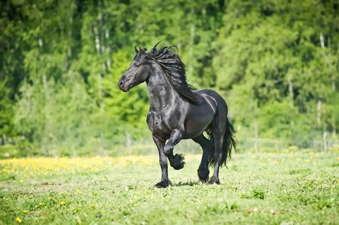 Children of the Wind: Delving into the History and Breeds of Horses 🐎 cover photo collage