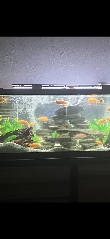 Everything for pets that I think are worth it cover photo collage