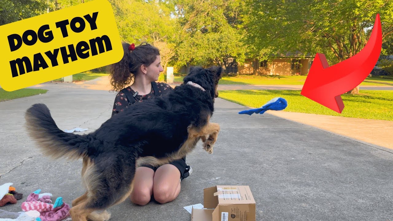 Where my dogs at? cover photo collage