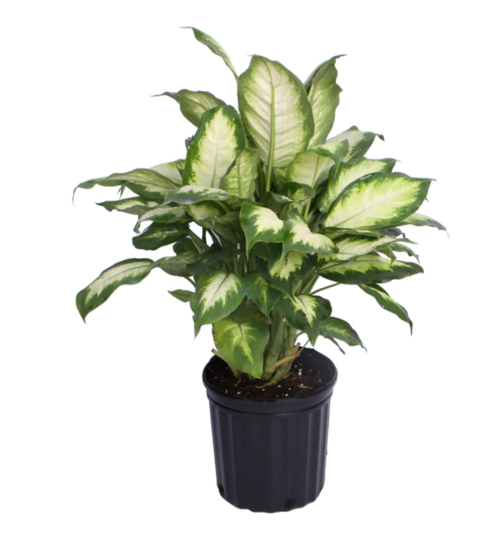 Indoor Gardening cover photo collage