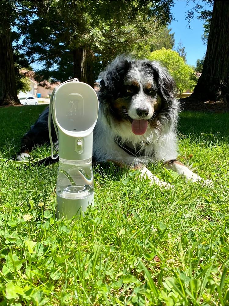 Tried and tested dog accessories that make life easier for you and your pup! cover photo collage