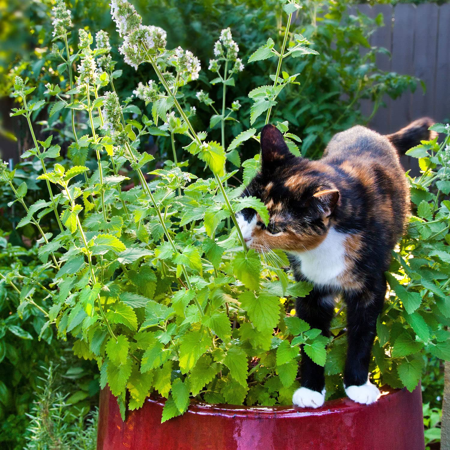 Pet-Safe Mosquito Repelling Plants 🌿 cover photo collage