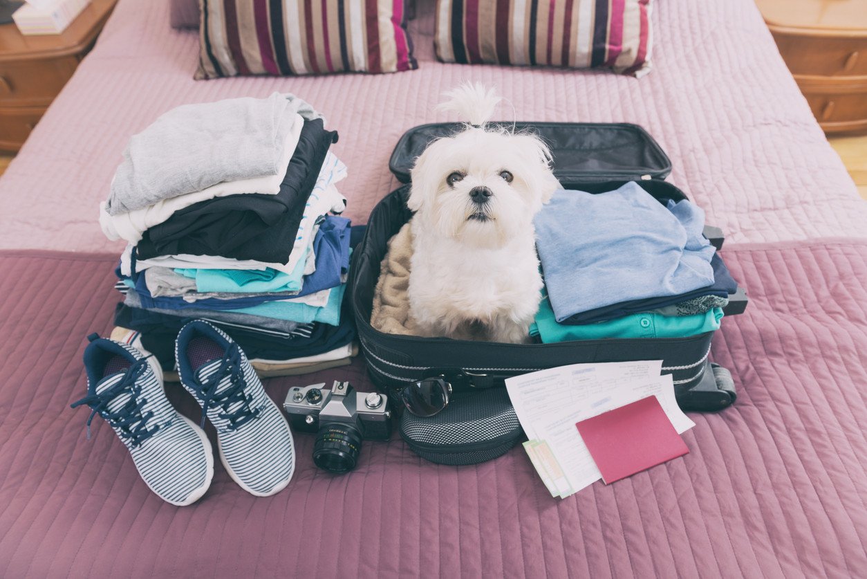 🐾 Preparing for a Pet & House Sitter Before a Trip 🐾 cover photo collage