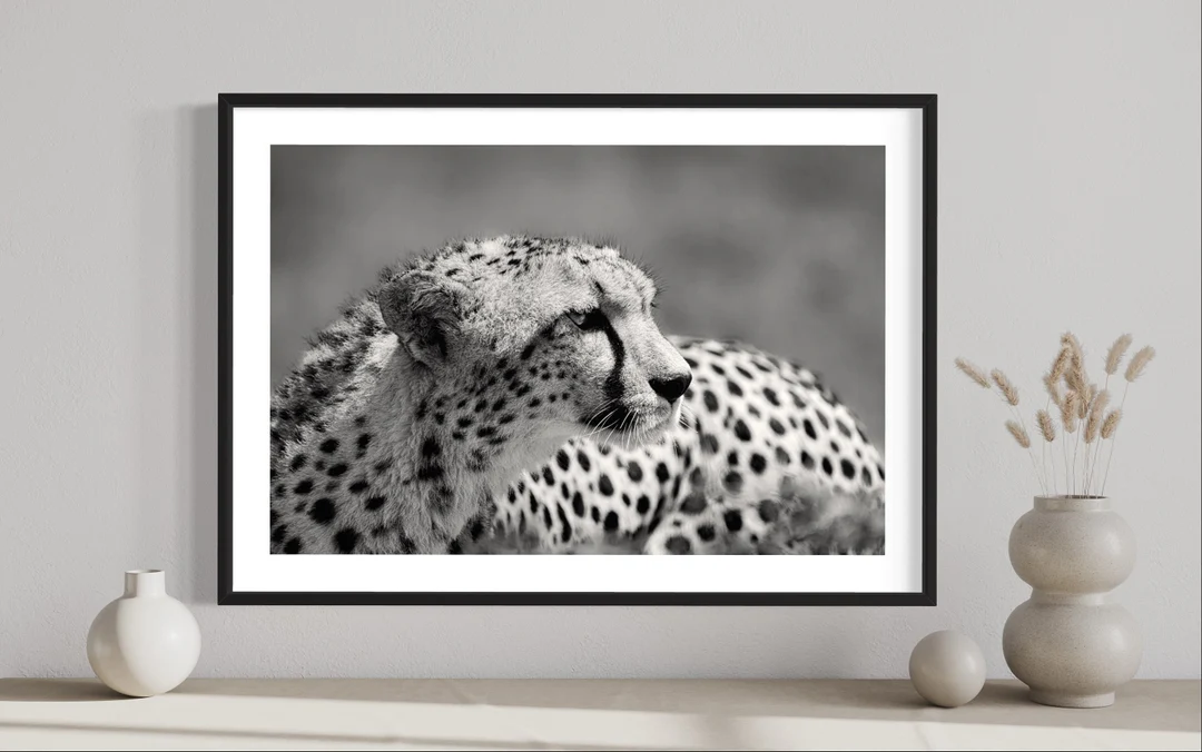 Cheetah Photo Print