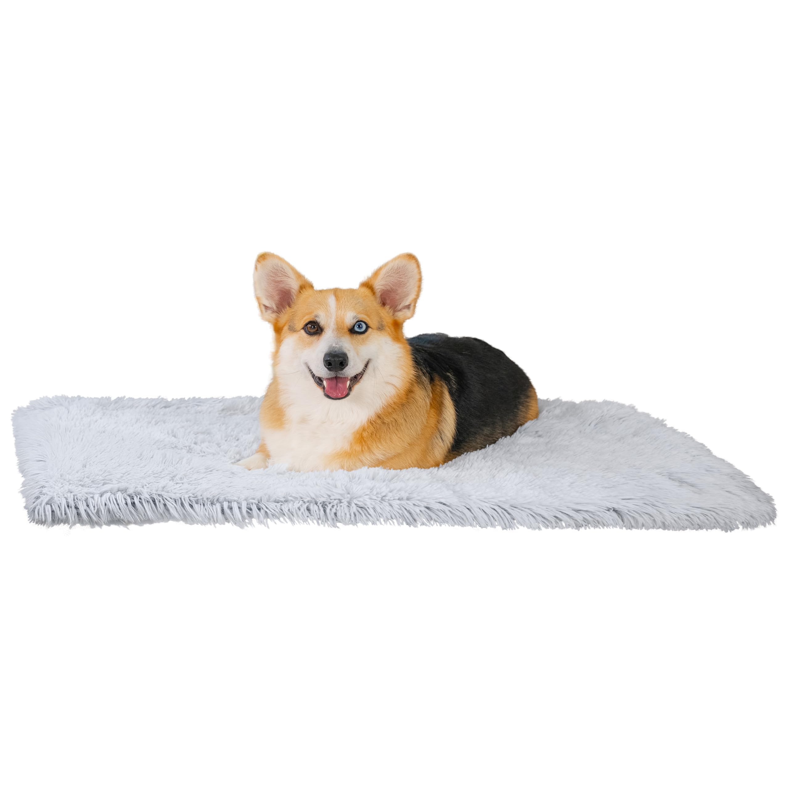 Puppy Essentials | For the First Time Dog Owner cover photo collage