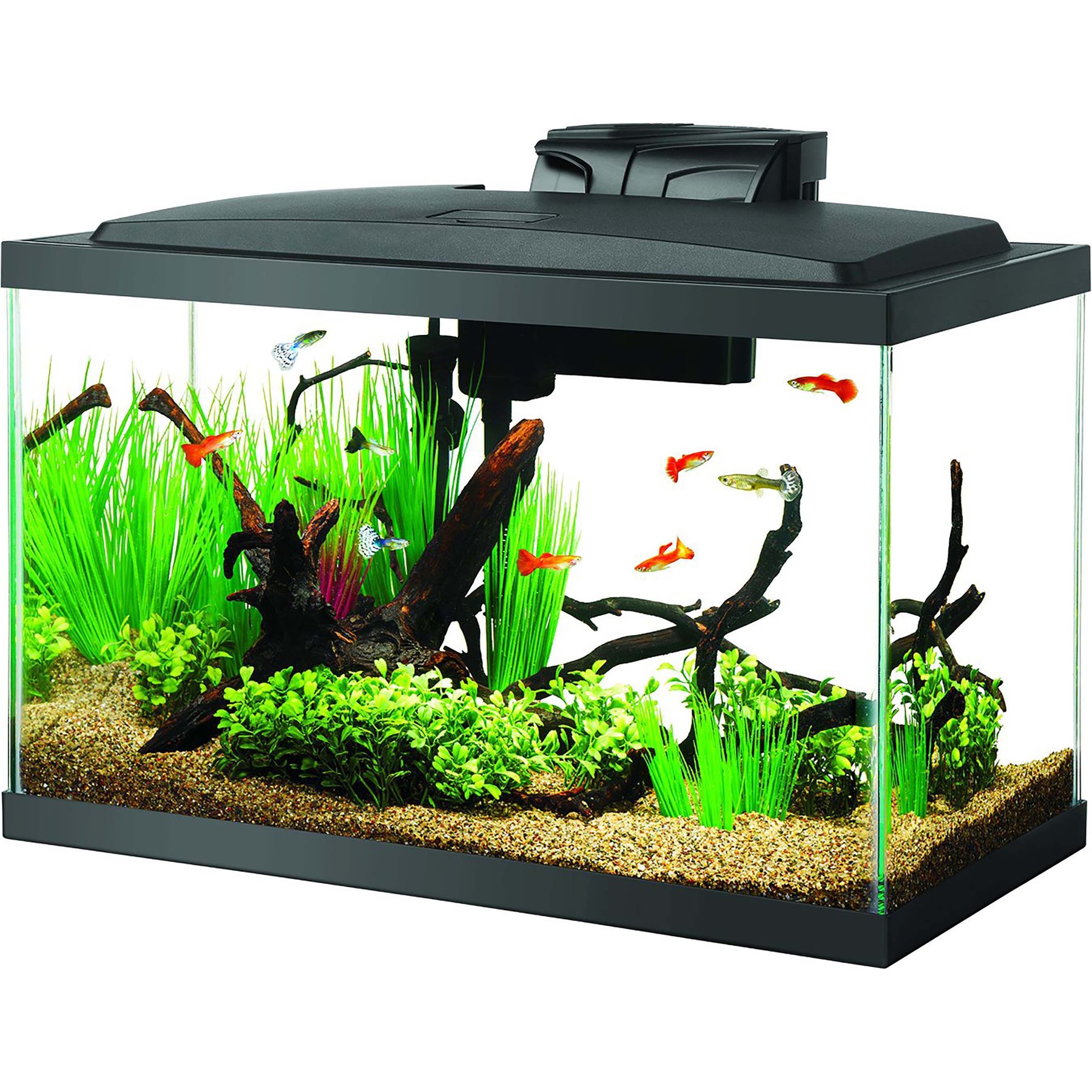 Aquariums and more! cover photo collage