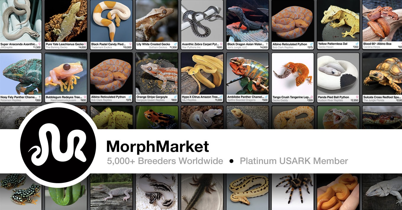 Ball Python Keeping/Breeding cover photo collage