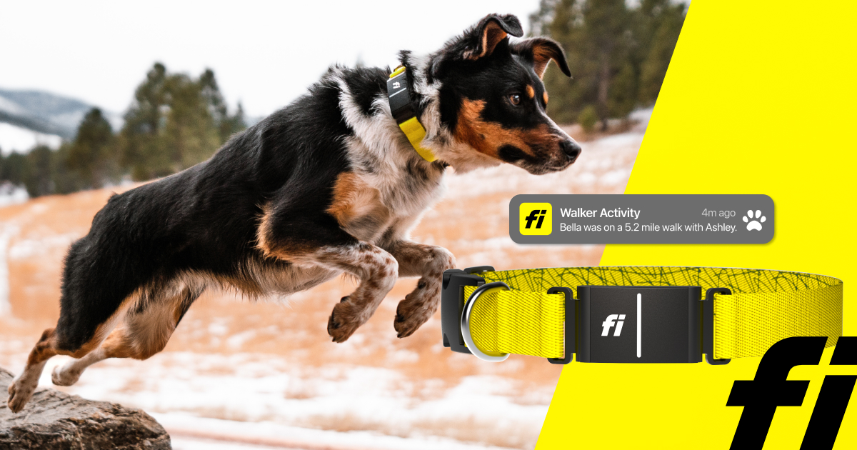 Road Trip Essentials | Dog Edition cover photo collage