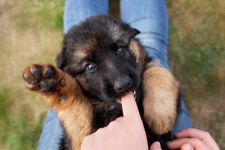 Welcoming A New Puppy Essentials cover photo collage