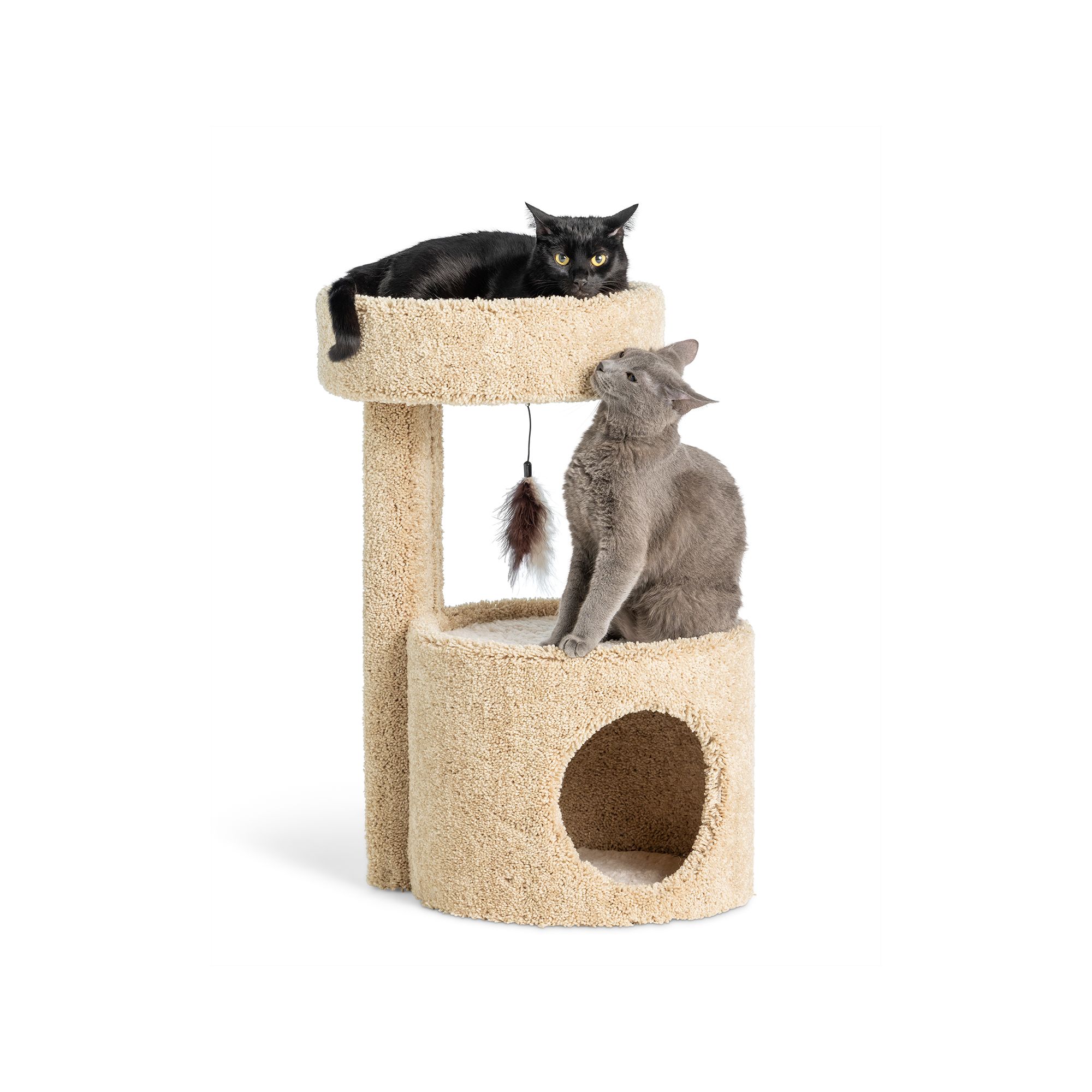 NEW Kitten Essentials cover photo collage