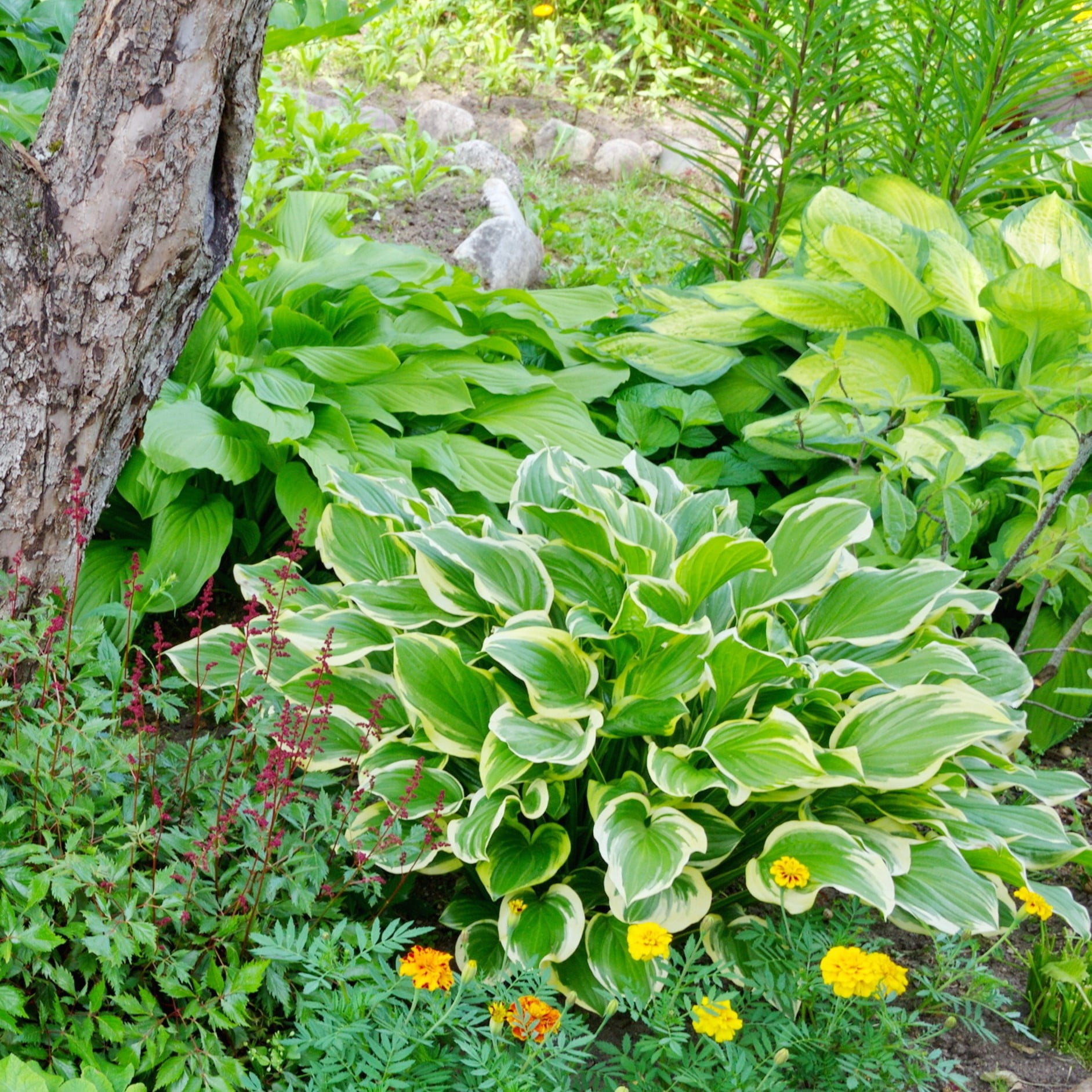 Plant Mom Life cover photo collage