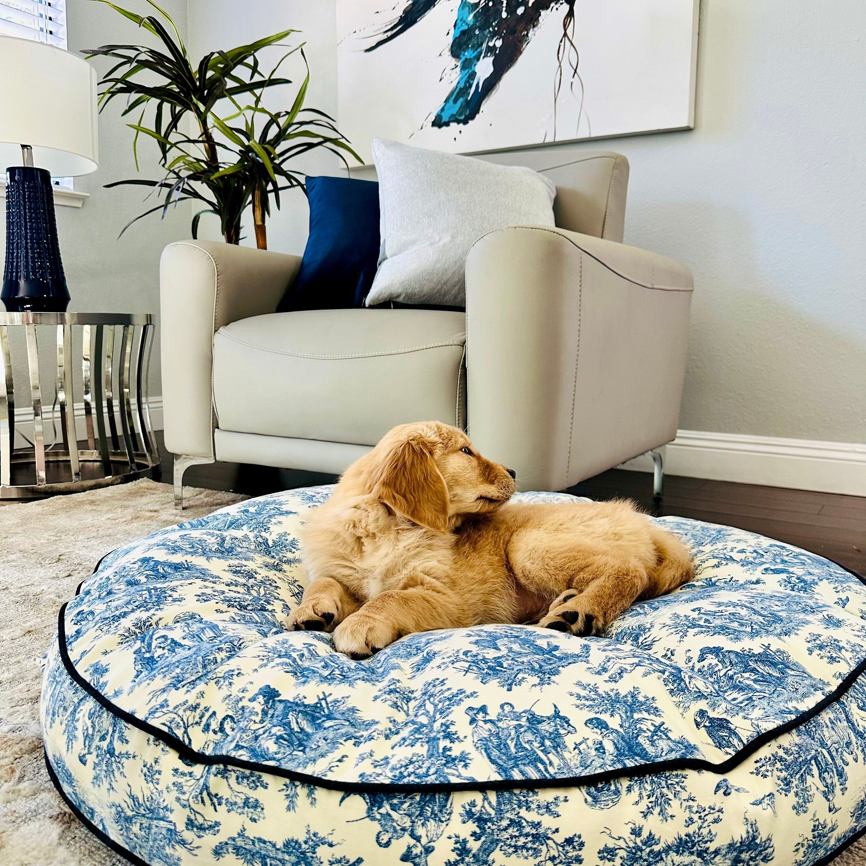 Pet must-haves for every pet owner cover photo collage