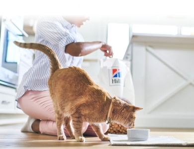 surviving CATastrophy cover photo collage