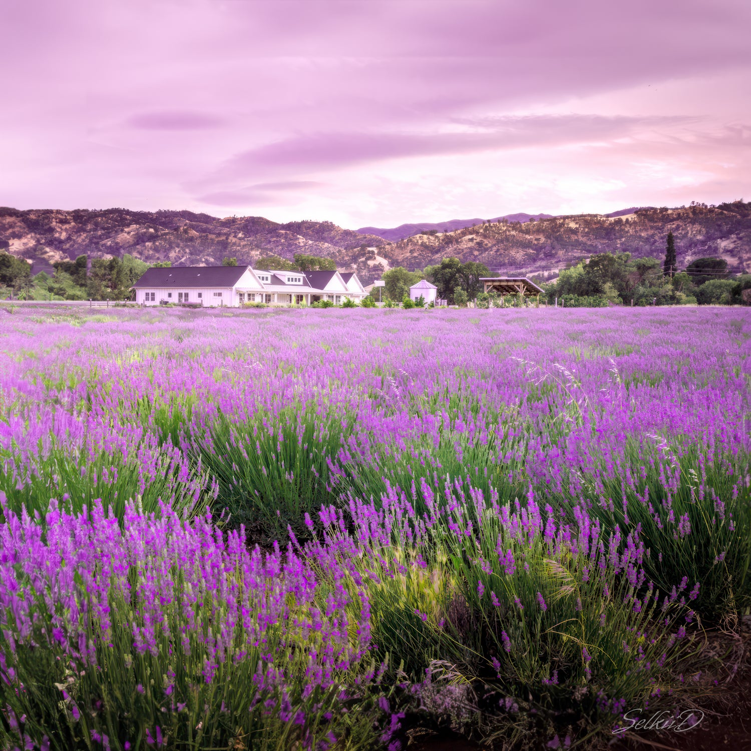 Best Lavender Farms to Visit near Sacramento California cover photo collage
