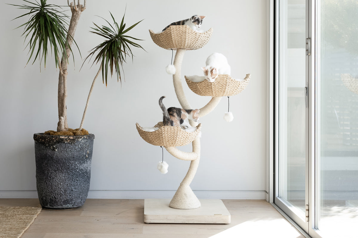 Favorite Cat Products to Spoil Your Furry Friend cover photo collage
