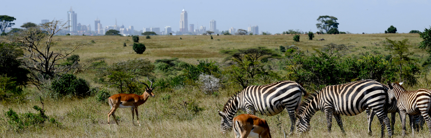 Things to Do: Nairobi, Kenya cover photo collage