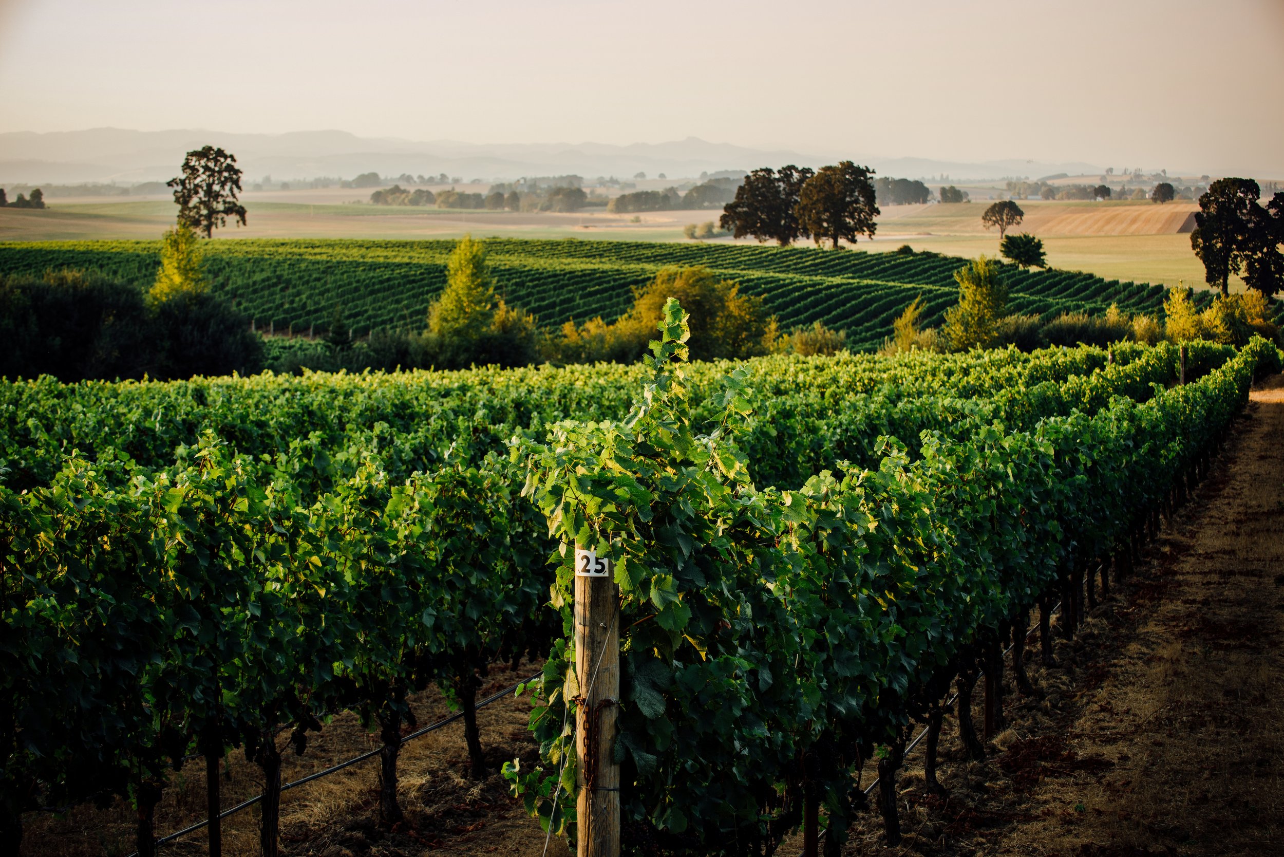 All Things Wine: Willamette Valley Edition cover photo collage