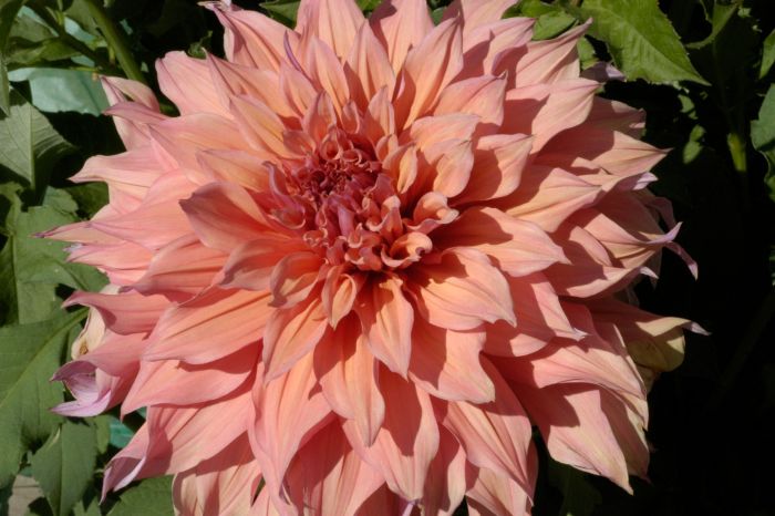 Dreaming of dahlias 🌸 cover photo collage