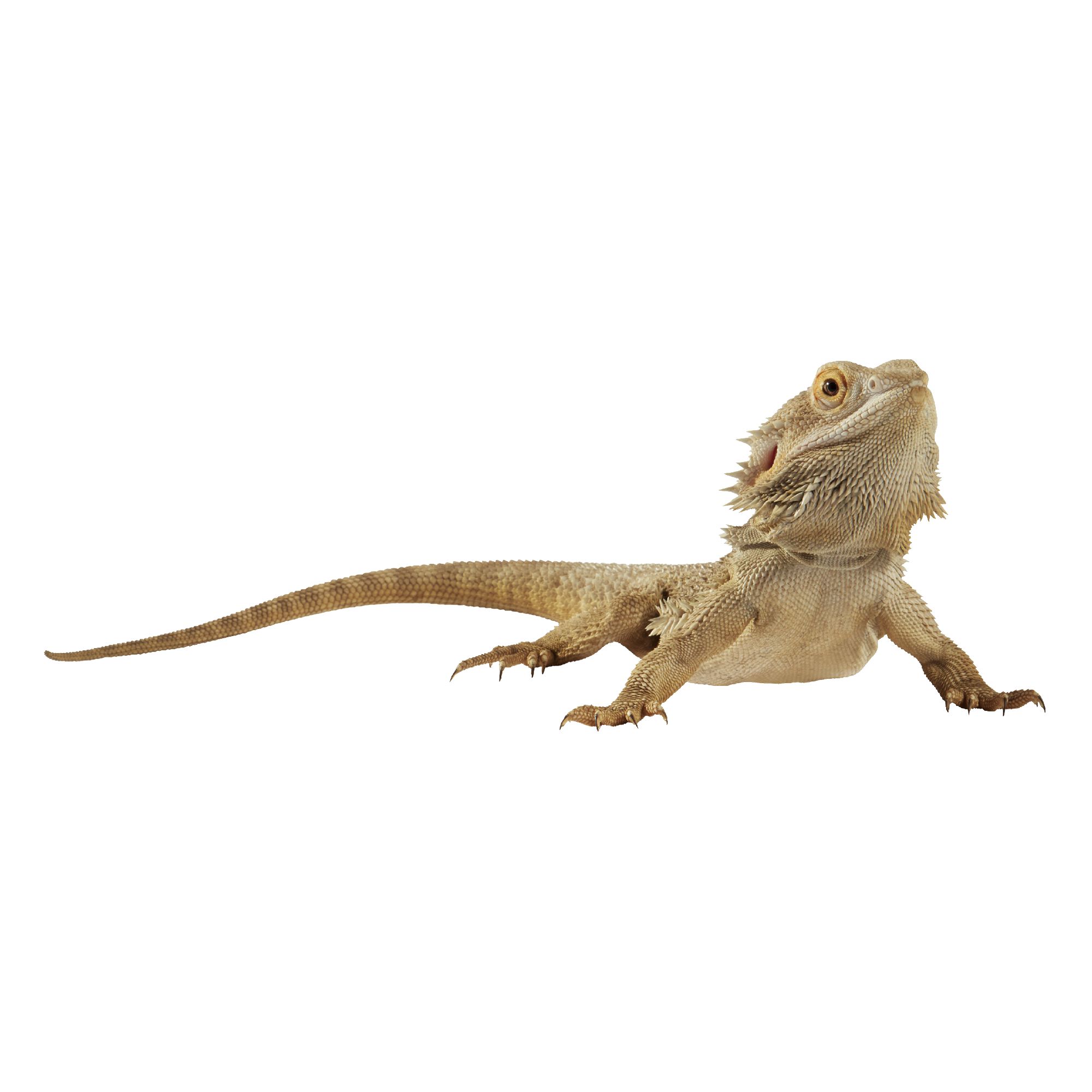 EVERYTHING Your Bearded Dragon Will Ever Need cover photo collage