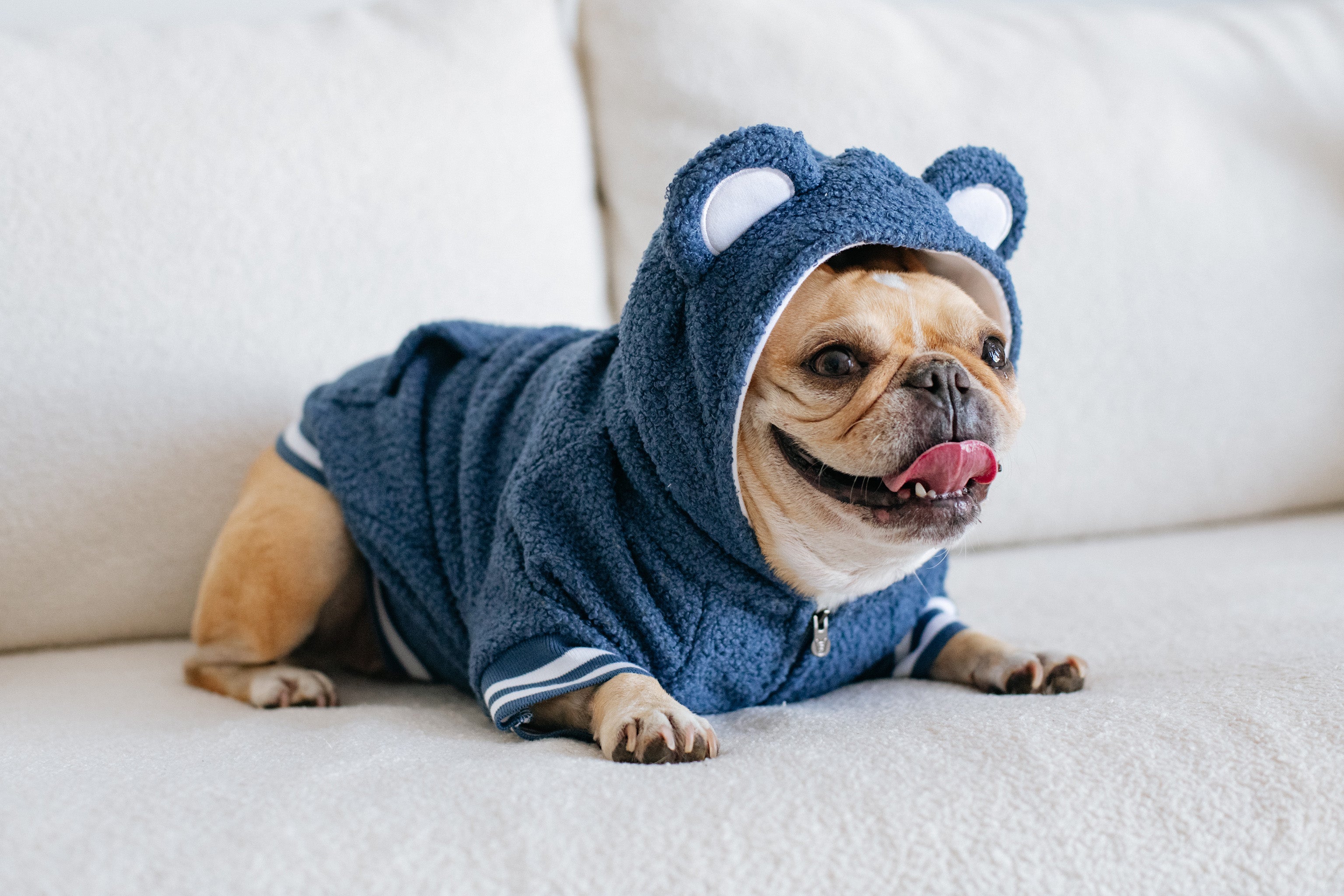 Top french bulldog essentials for ultimate Frenchie owner status! cover photo collage