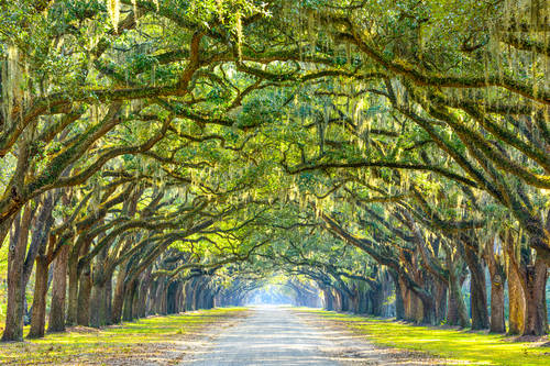 Places to visit in Savannah, Georgia and the surrounding areas! cover photo collage