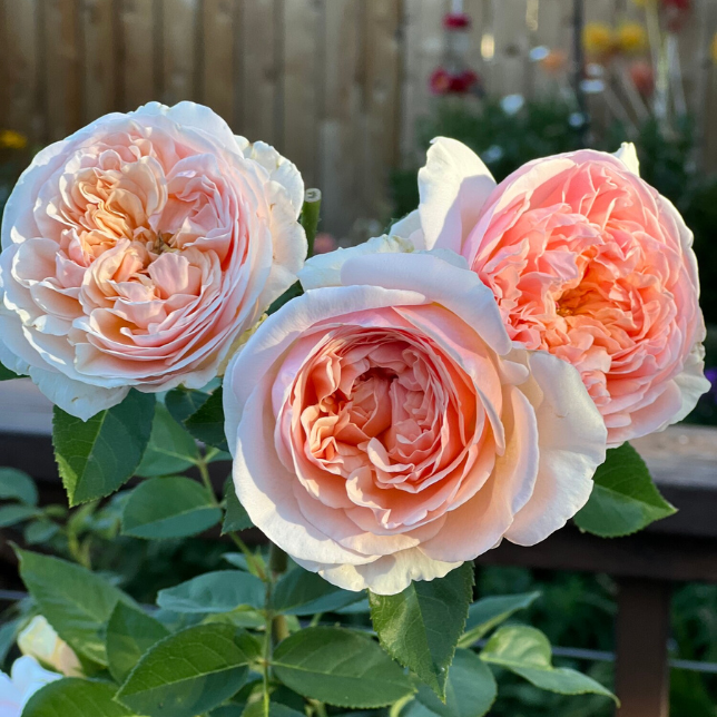 Roses & Gardening cover photo collage