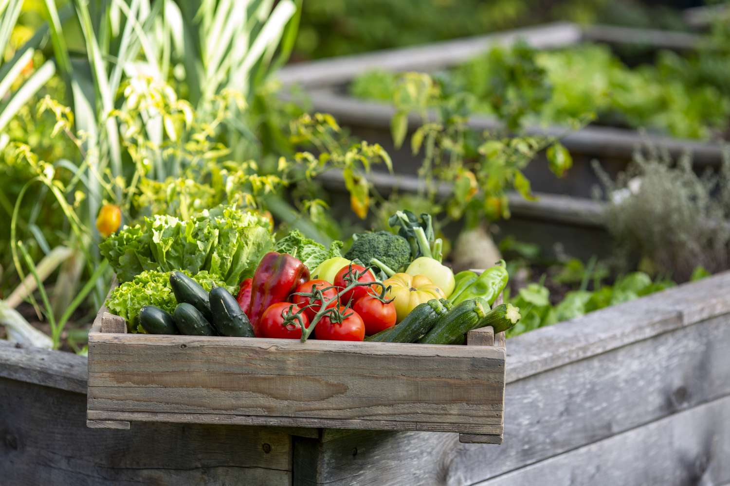 Copy of Plant Your Savings: Grow Your Own Groceries At Home Edition cover photo collage