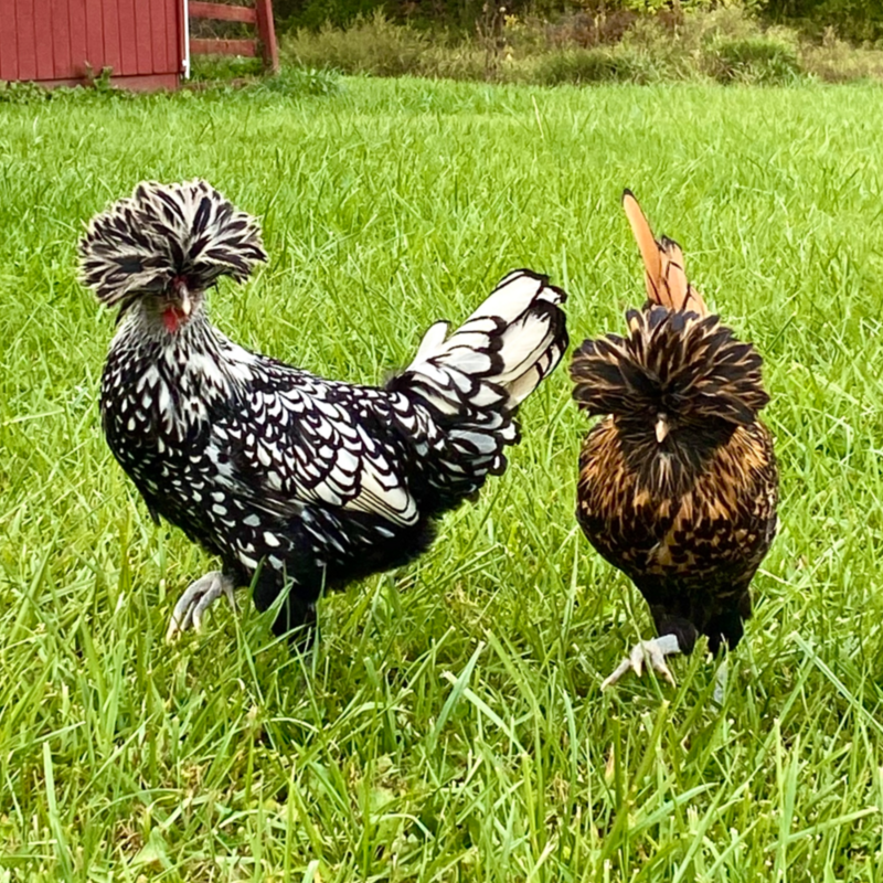 Chickens - Breeds and Where to Buy Them cover photo collage