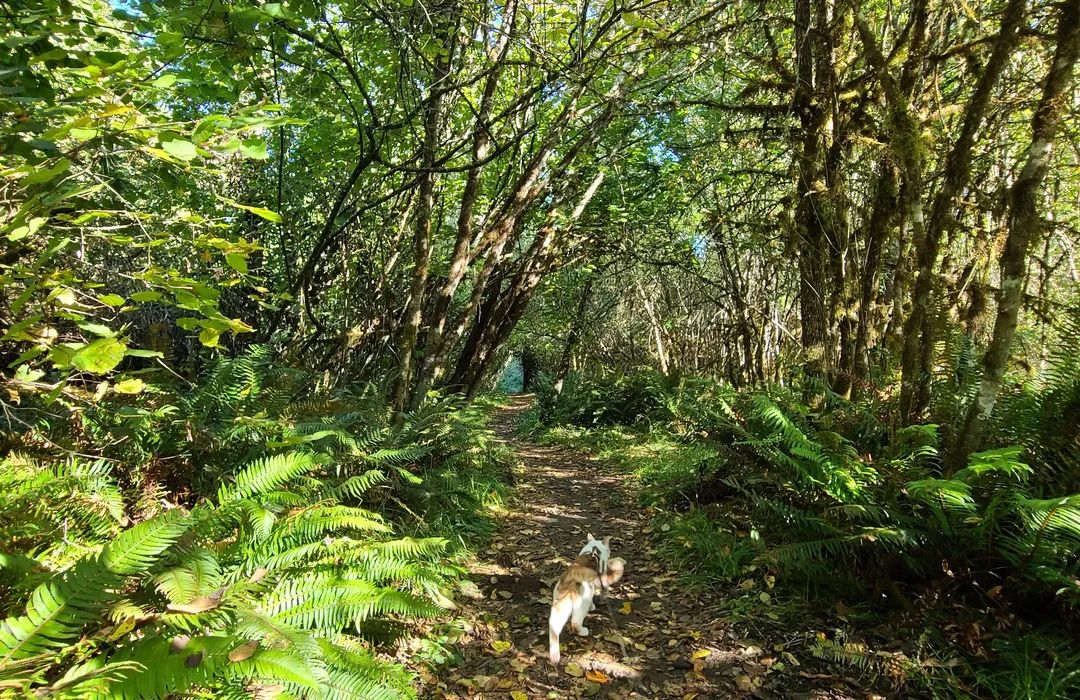 Local Love: My Top Picks in Veneta cover photo collage