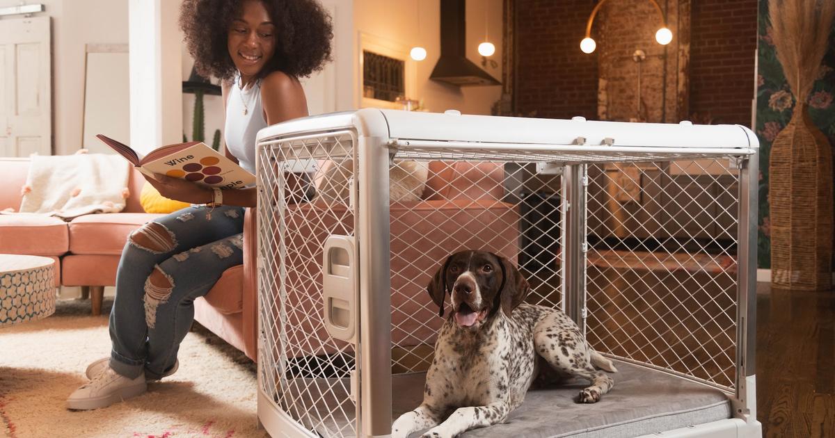 Dog mom and dog children approved 🐶🦴🐾 cover photo collage