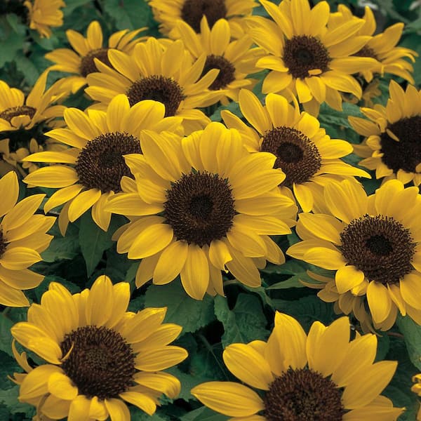 🌻 Sunflower Finds That Brighten Every Day cover photo collage