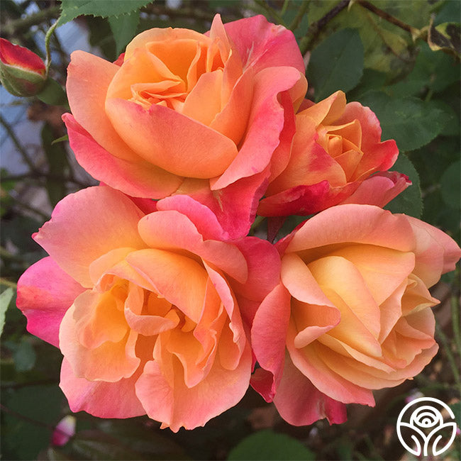 Top Picks for a Blooming Backyard cover photo collage