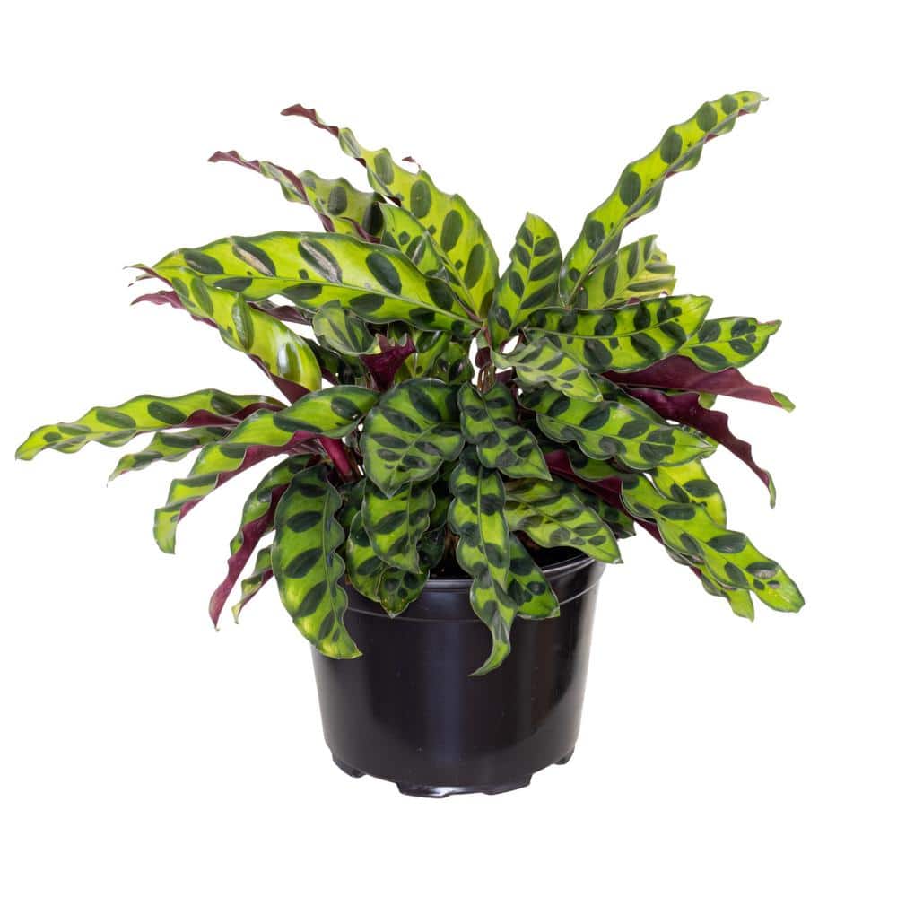 My Indoor Plant Oasis Favorites cover photo collage