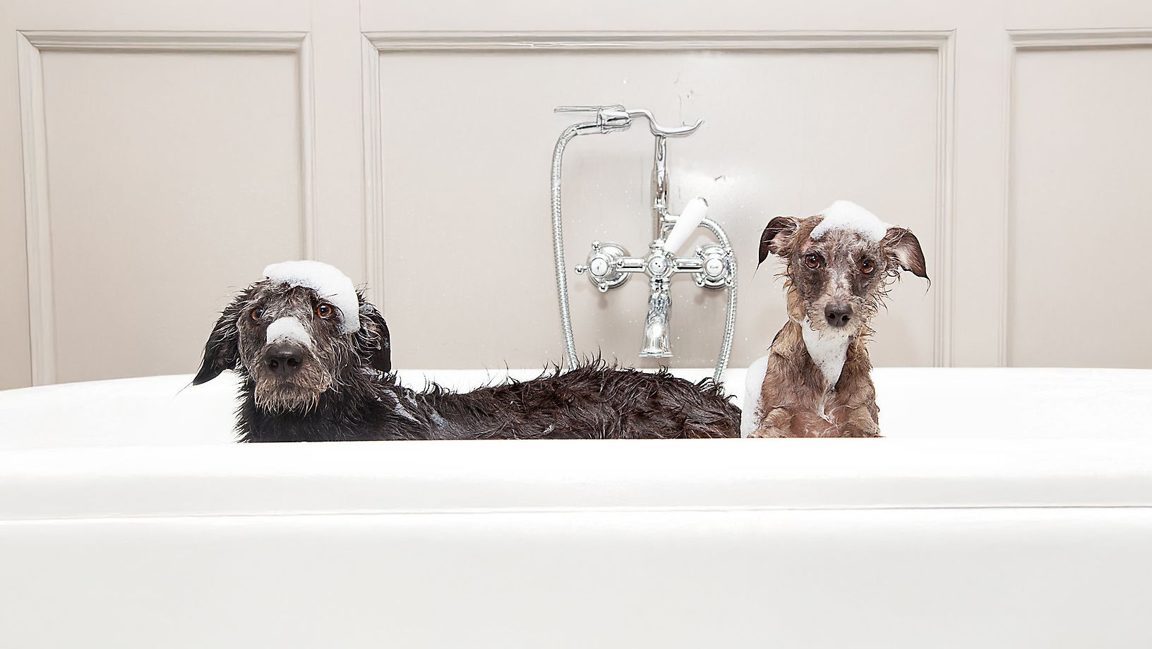 Best Gifts for a New Puppy Shower or Dog Adoption Party cover photo collage