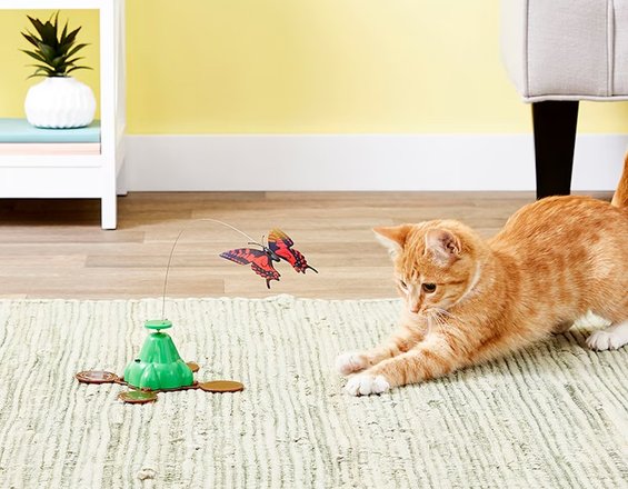 My favorite items for cats (used daily in my home) cover photo collage