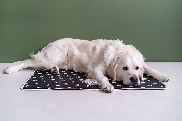 Dog 101 cover photo collage