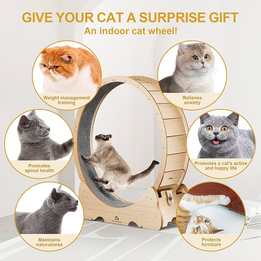 all things cats — curated specially for active cats 🤎🐱🐾 cover photo collage