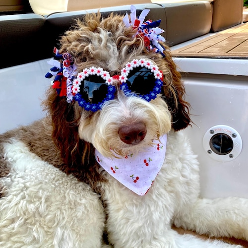 Doodle Must Haves: Oscar and Bleu’s Favorite Things cover photo collage