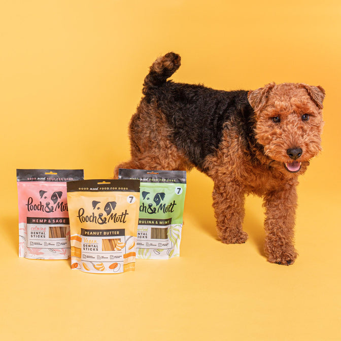 Natural and healthy foods, treats and supplements for your dog cover photo collage