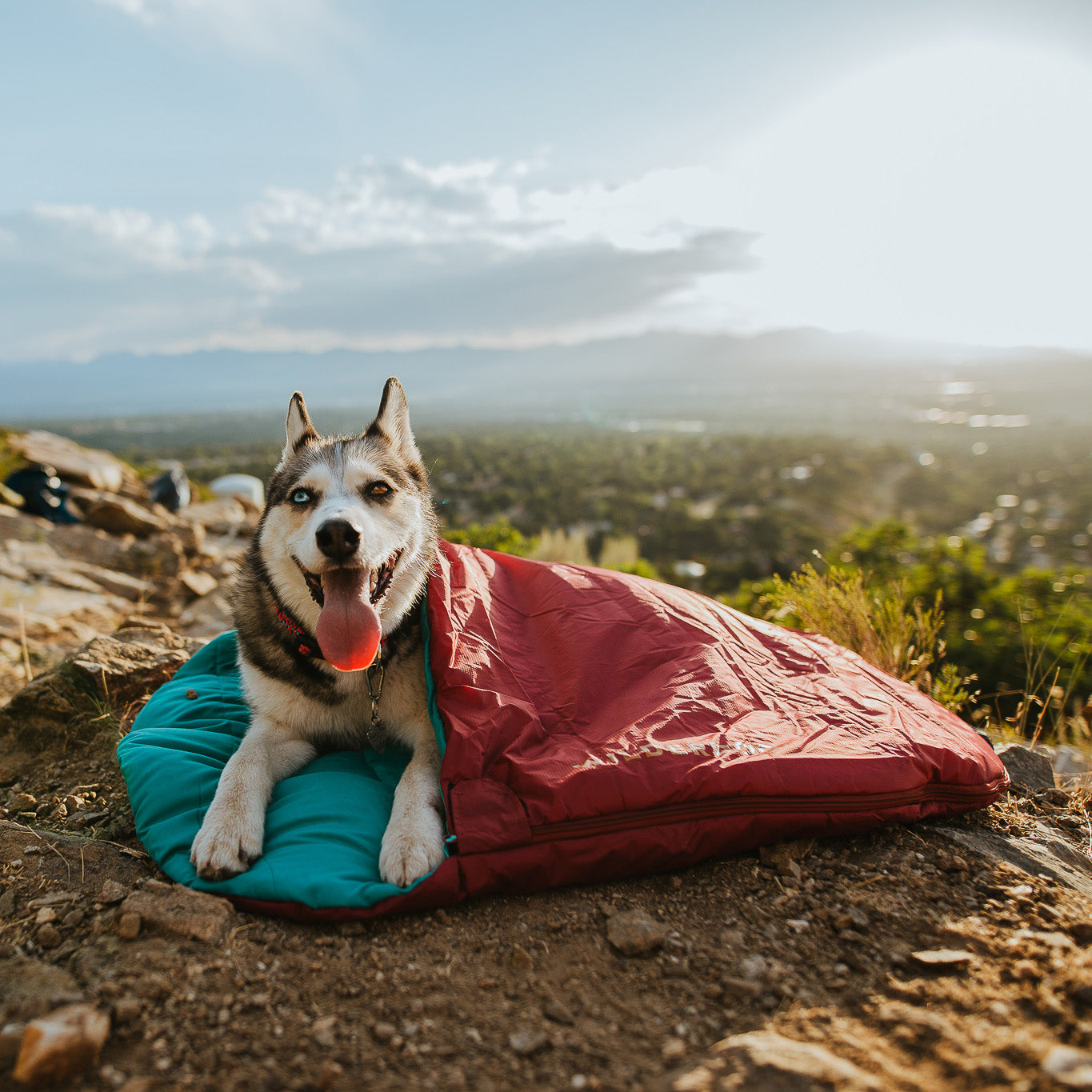 Gear for the Explorer Pup 🐾🌲 cover photo collage