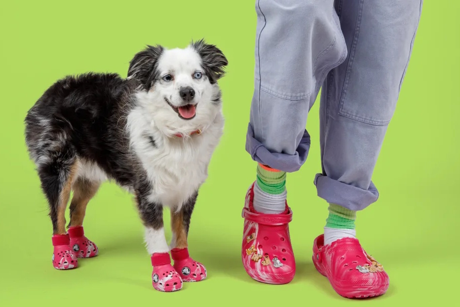 Essentials your sweet pup needs! cover photo collage