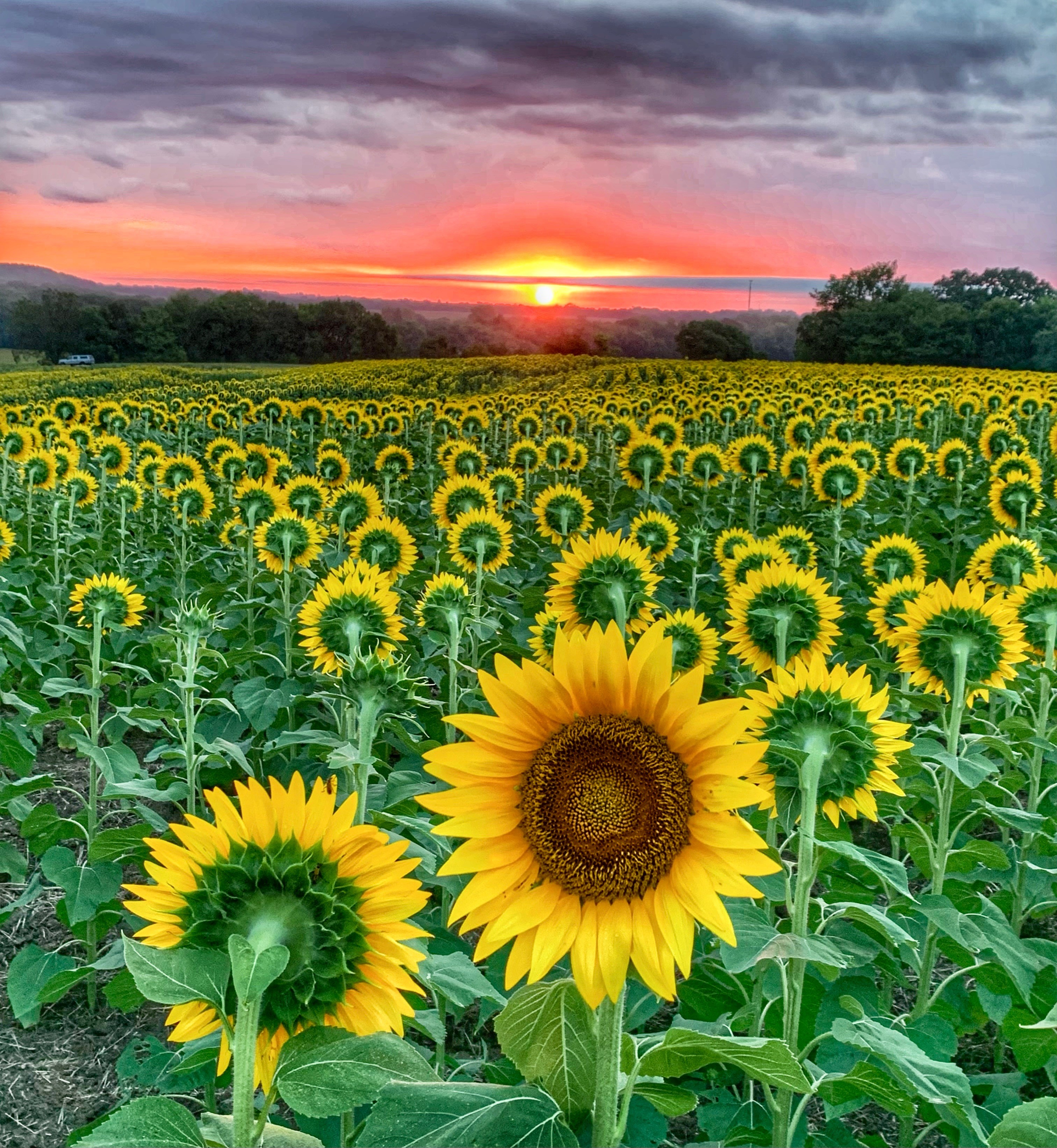 My Kansas City Recommendations cover photo collage