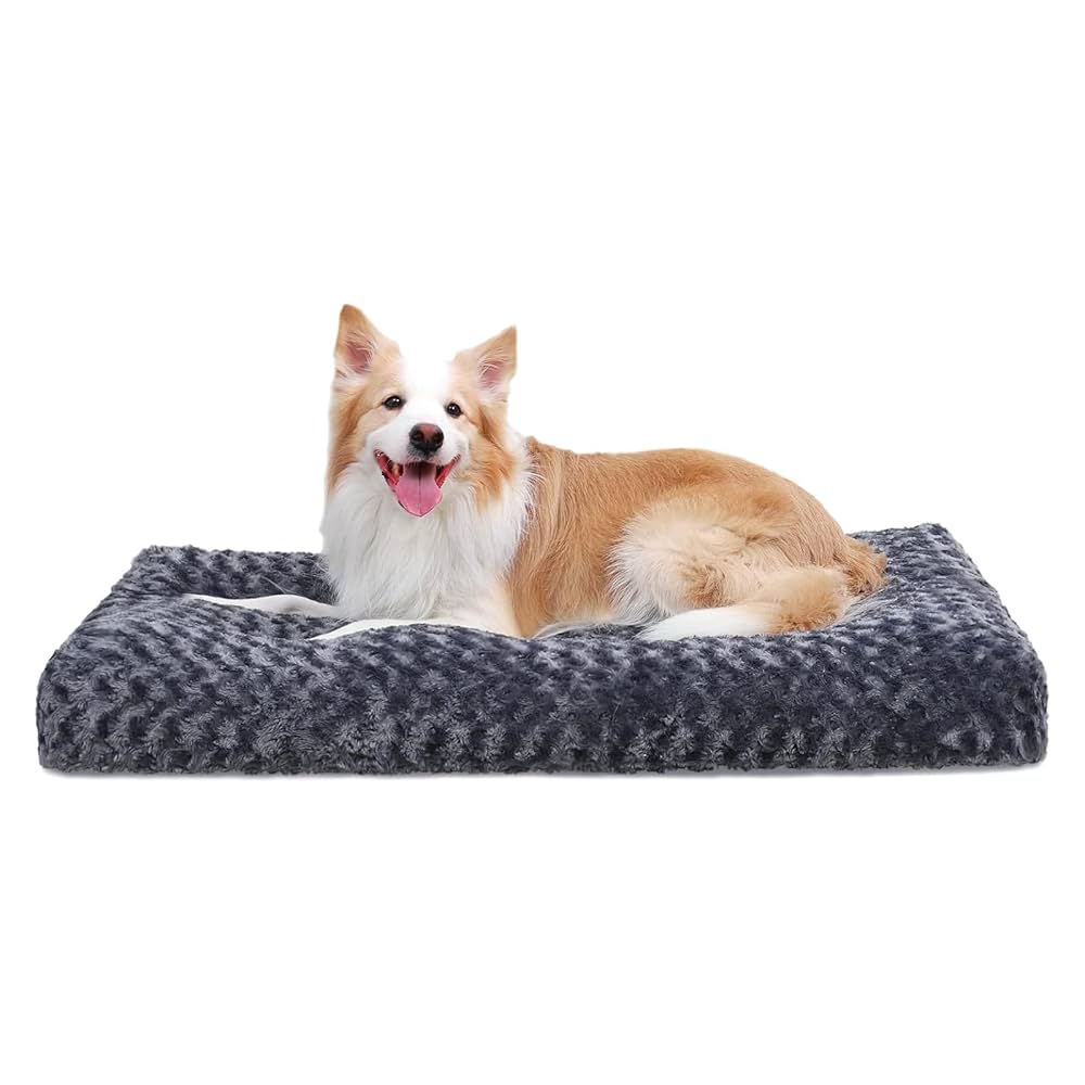My favorite puppy products! cover photo collage