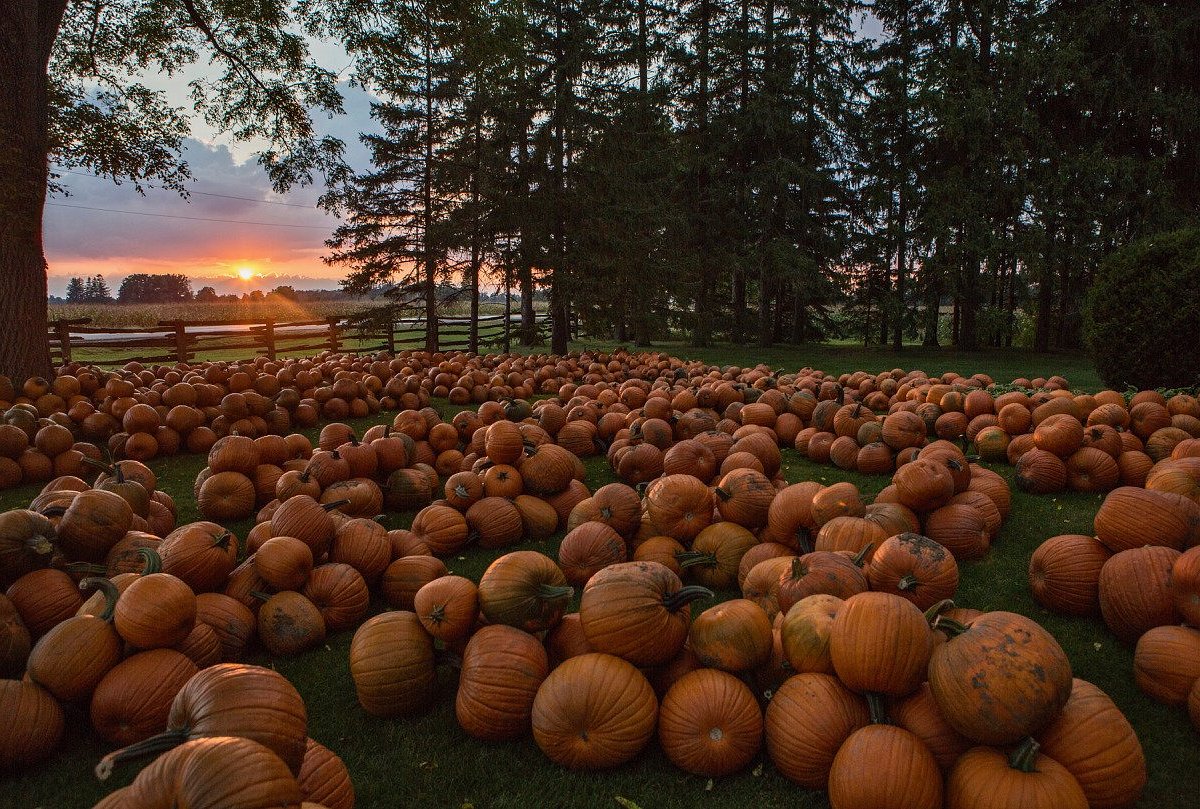All the Fall at Stars Hollow: The cozy list cover photo collage