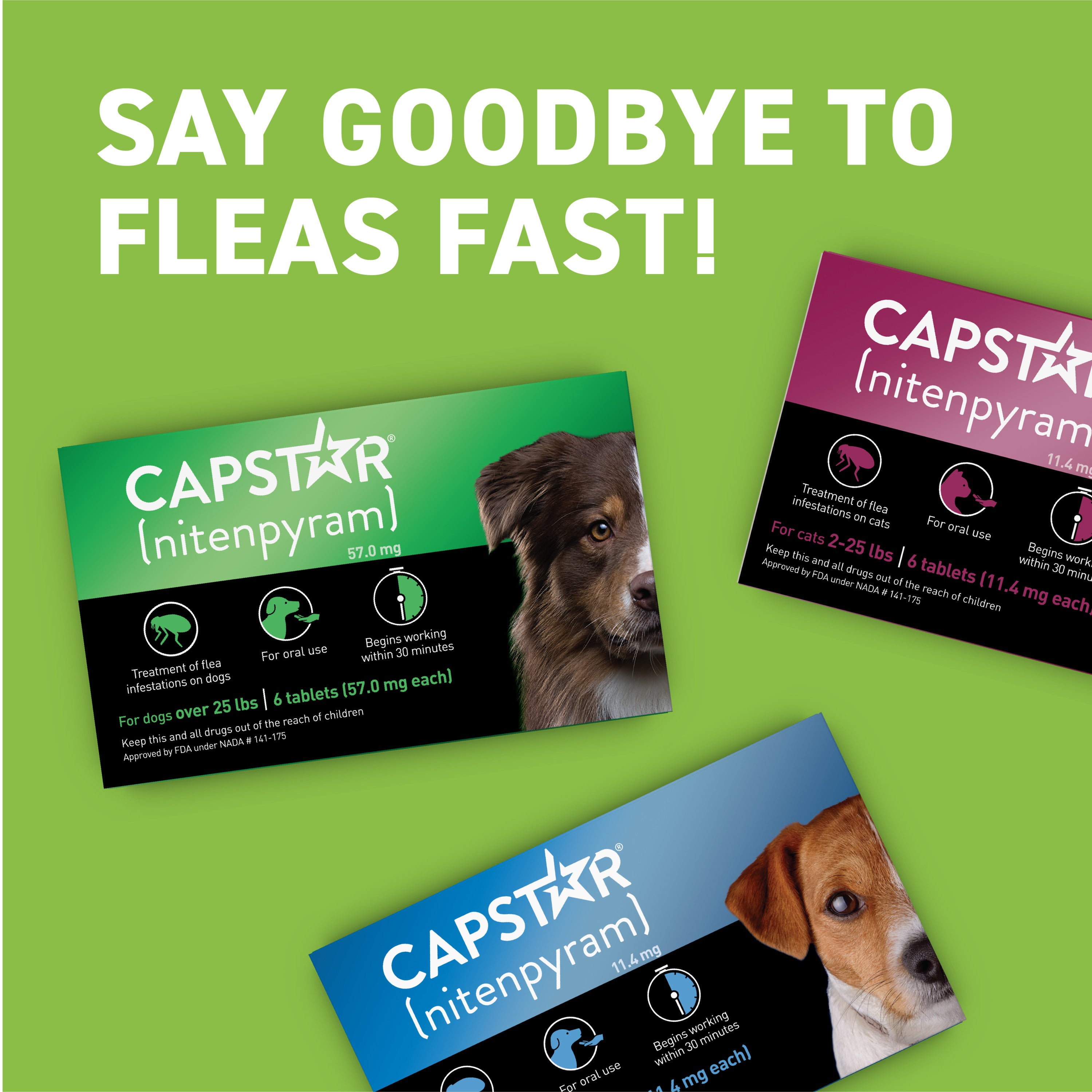 My Fav Way to Say Bye to Fleas! ✌🏽🦟 cover photo collage