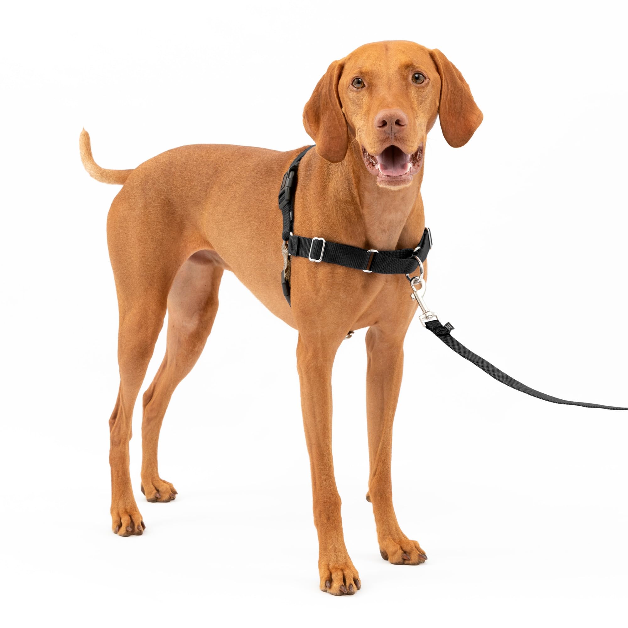 The Ultimate Dog Travel Checklist cover photo collage