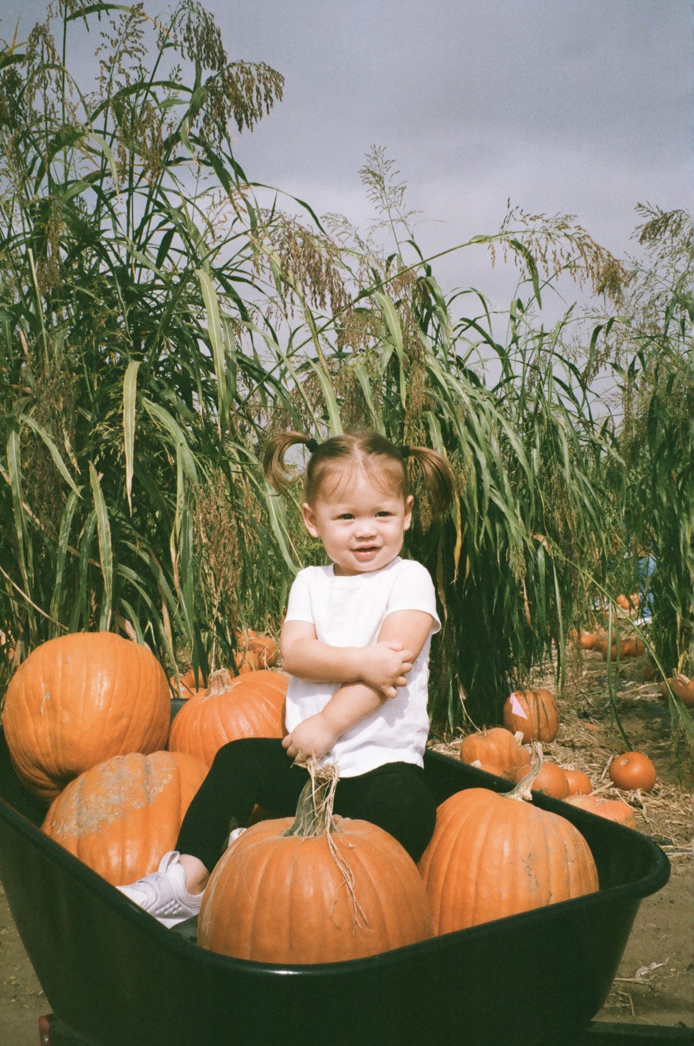 Fall into Fall...it's that time of year! cover photo collage